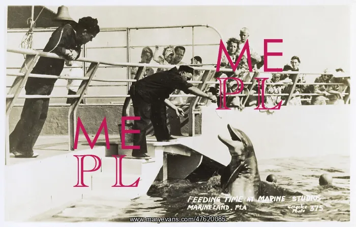: Feeding time, Marine Studios, Marineland, Florida, USA : Feeding time, Marine Studios, Marineland, Florida, USA