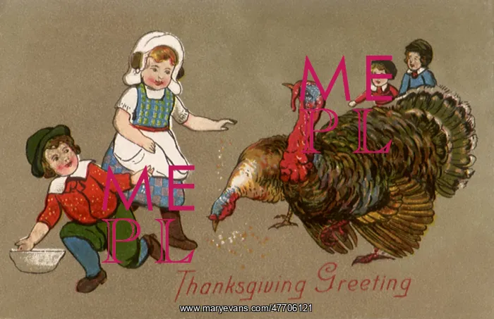  : Feeding Turkeys