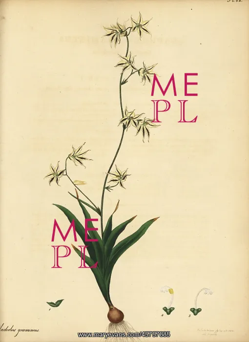 : Feeklokkies, Melasphaerula graminea : Feeklokkies, Melasphaerula graminea