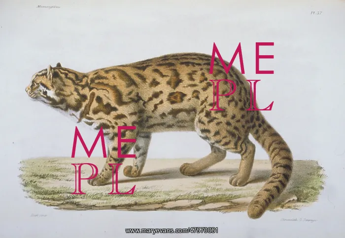 : Felis scripta : Felis scripta
