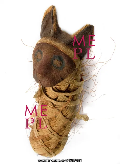 : Felis silvestris, cat : Felis silvestris, cat