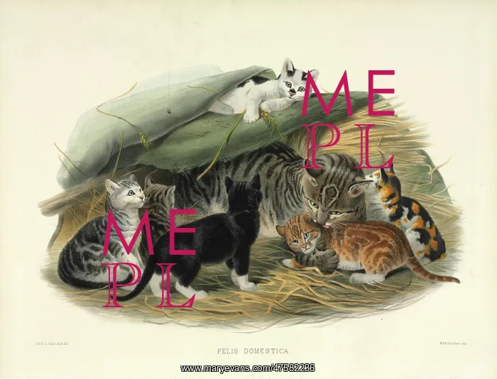 : Felis silvestris catus, cat : Felis silvestris catus, cat