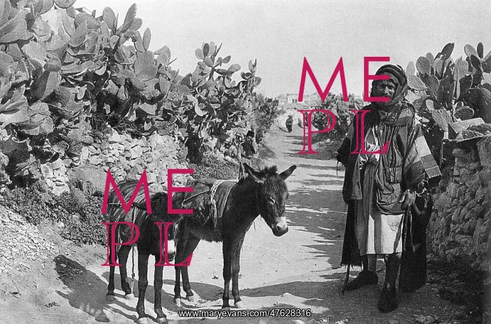 : Fellah with donkeys, Holy Land : Fellah with donkeys, Holy Land