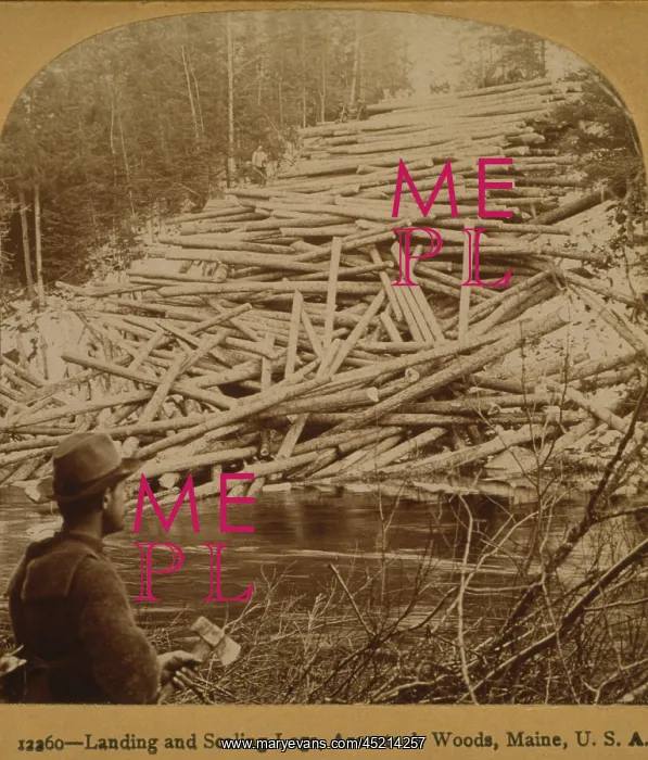 : Felled logs ready to enter the Aroostook ? : Felled logs ready to enter the Aroostook ?