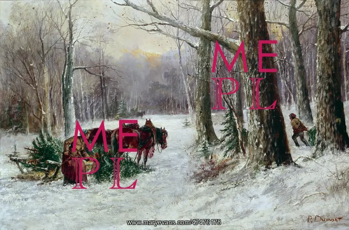 : Felling Christmas Trees ' snow scene : Felling Christmas Trees ' snow scene