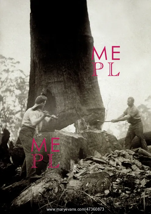  : FELLING GIANT EUCALYPTUS