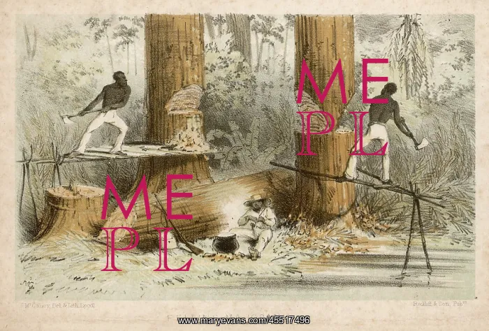 : FELLING MAHOGANY : FELLING MAHOGANY