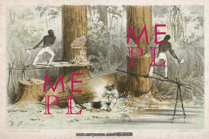 : FELLING MAHOGANY : FELLING MAHOGANY