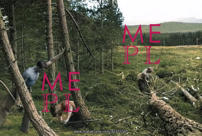 : FELLING TREES : FELLING TREES