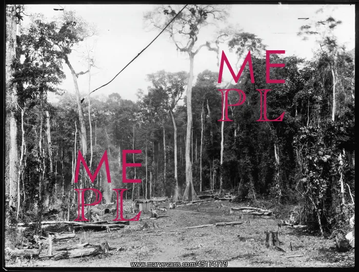  : FELLING TREES / W.AFRICA