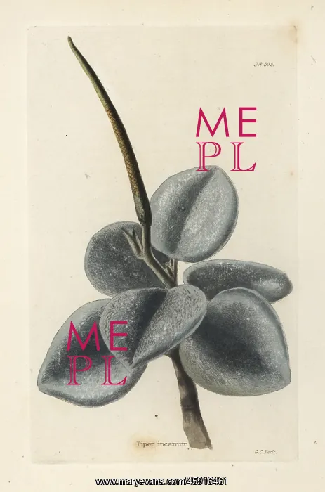 : Felted peperomia, Peperomia incana : Felted peperomia, Peperomia incana