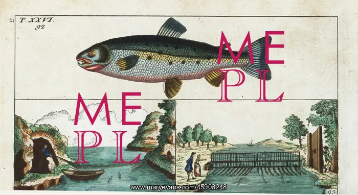 : Female Atlantic salmon, Salmo salar, and fishing methods : Female Atlantic salmon, Salmo salar, and fishing methods