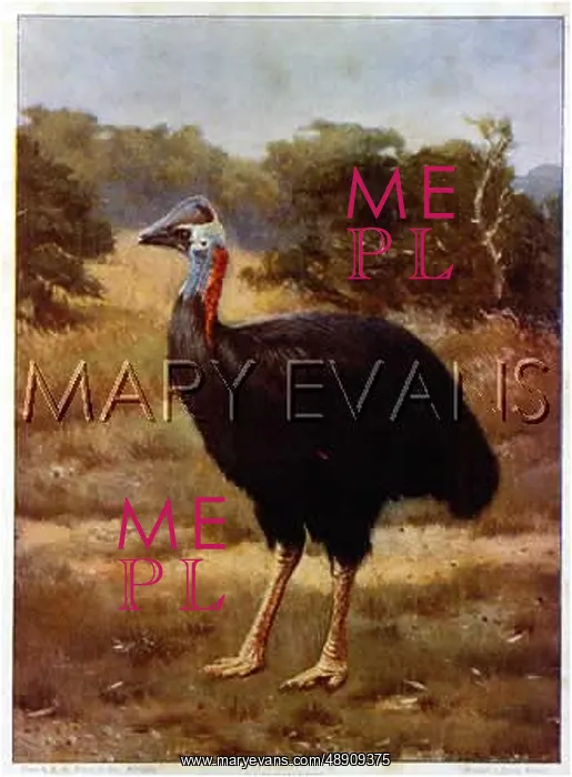 : The female Cassowary : The female Cassowary
