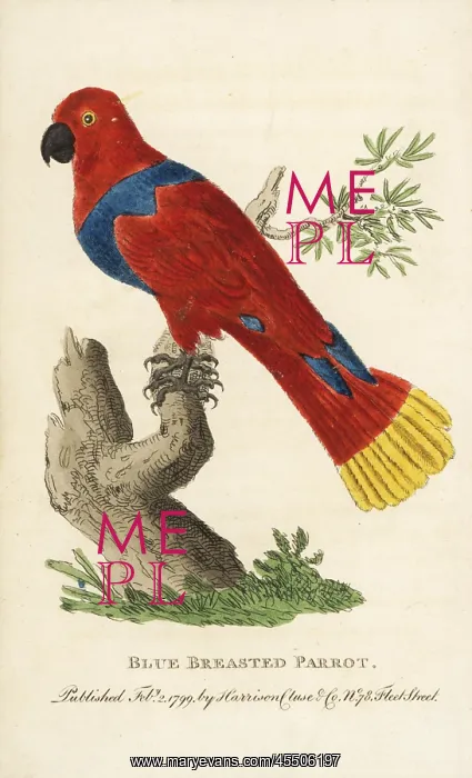 : Female eclectus parrot, Eclectus roratus : Female eclectus parrot, Eclectus roratus