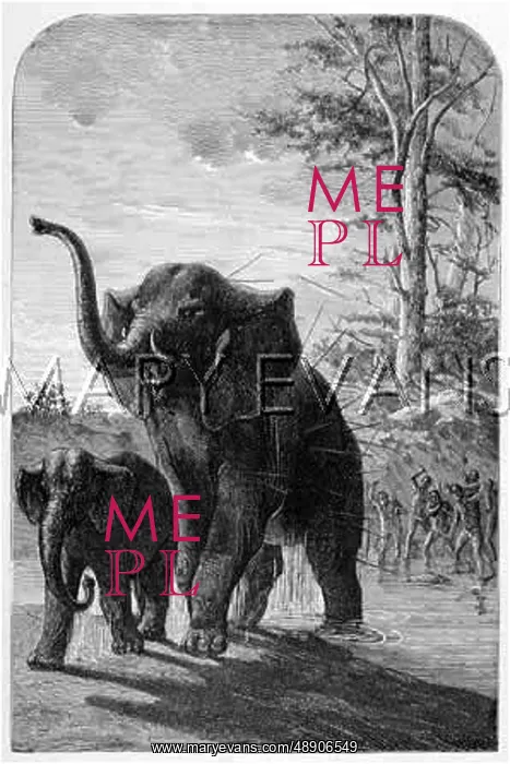 : FEMALE ELEPHANT HUNTED : FEMALE ELEPHANT HUNTED
