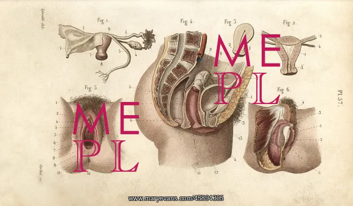: Female genital organs : Female genital organs