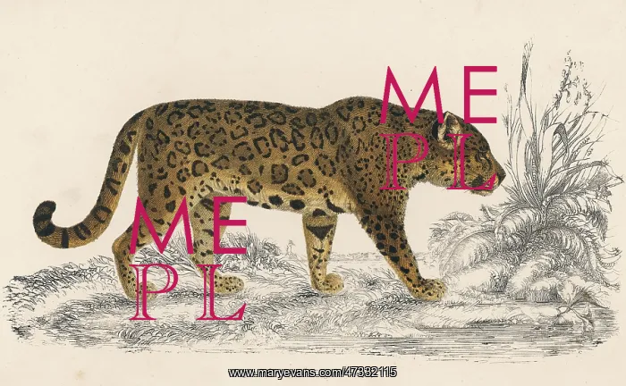  : FEMALE JAGUAR