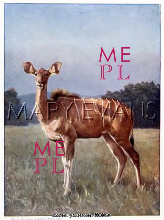 : FEMALE KUDU : FEMALE KUDU