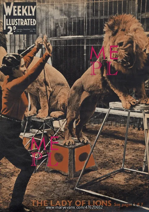 : Female lion tamer at work : Female lion tamer at work