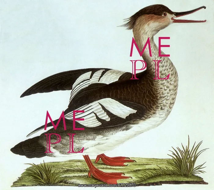  : Female Merganser