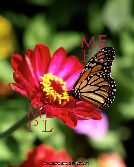 : Female Monarch Butterfly Danaus Plexippus on Deep : Female Monarch Butterfly Danaus Plexippus on Deep