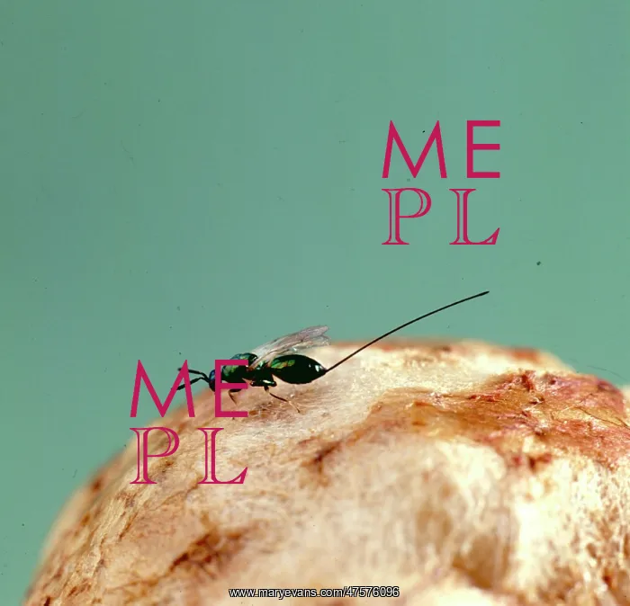 : Female parasitic wasp : Female parasitic wasp