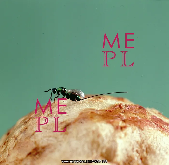 : A female parasitic wasp : A female parasitic wasp