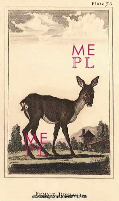  : Female Roebuck