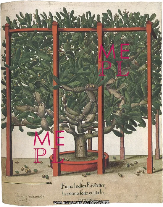  : Fenced Ficus