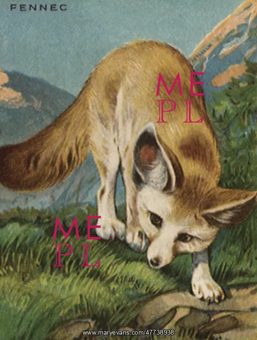  : Fennec FoX