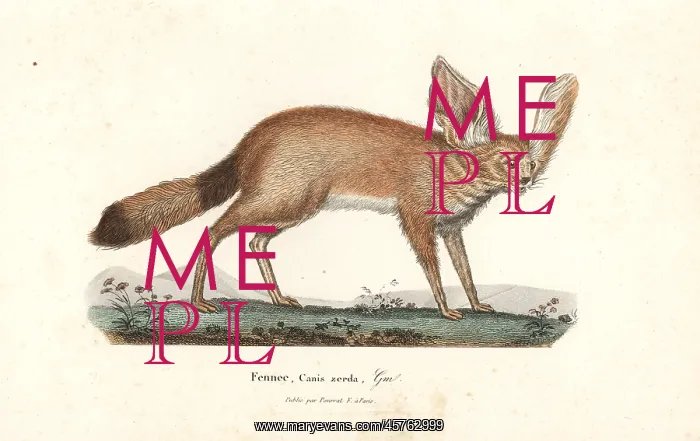 : Fennec fox or fennec, Vulpes zerda : Fennec fox or fennec, Vulpes zerda