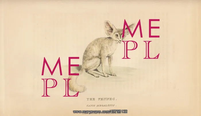 : Fennec fox, Vulpes zerda : Fennec fox, Vulpes zerda