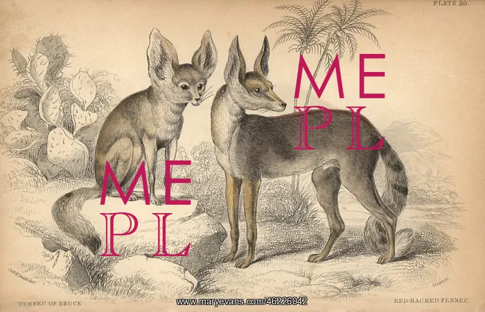 : Fennec fox, Vulpes zerda : Fennec fox, Vulpes zerda