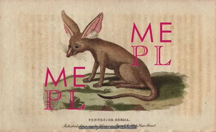 : Fennec fox or zerda, Vulpes zerda : Fennec fox or zerda, Vulpes zerda