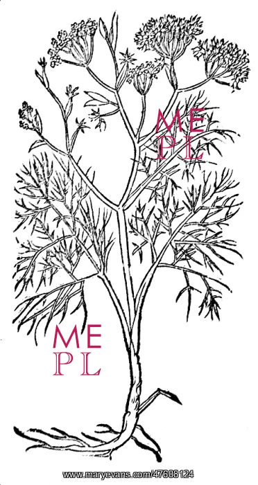 : Fennel, Alchemy Plant : Fennel, Alchemy Plant