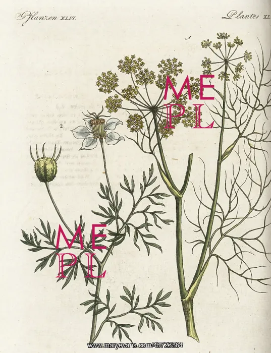 : Fennel and black cumin : Fennel and black cumin