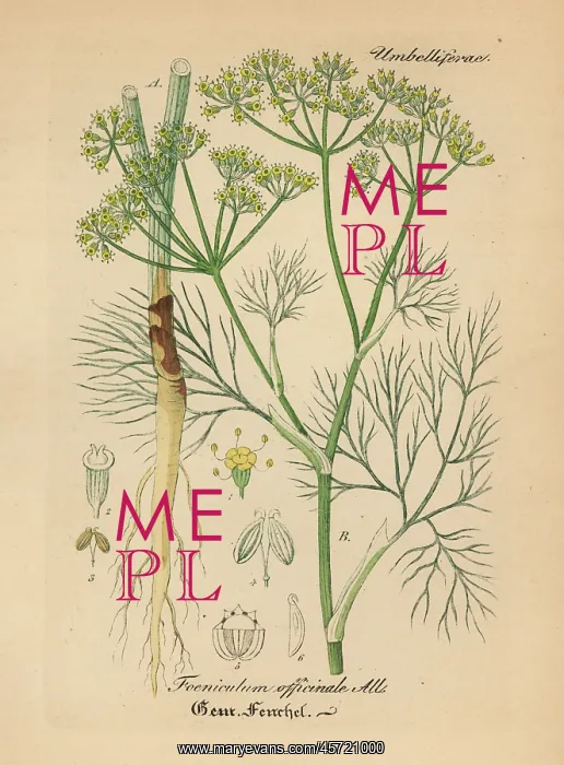 : Fennel, Foeniculum vulgare : Fennel, Foeniculum vulgare