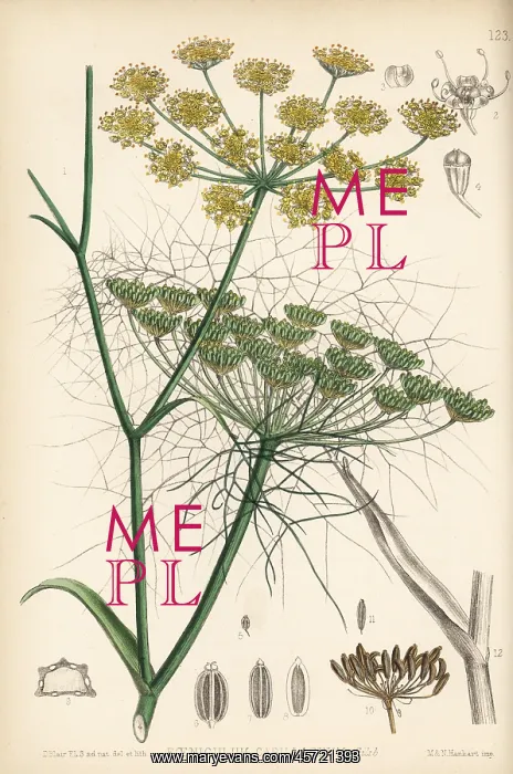 : Fennel, Foeniculum vulgare : Fennel, Foeniculum vulgare