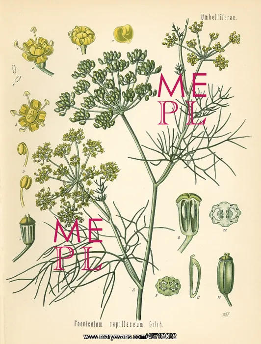 : Fennel, Foeniculum vulgare : Fennel, Foeniculum vulgare