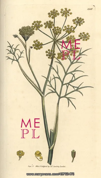 : Fennel from Sowerby's English Botany, London : Fennel from Sowerby's English Botany, London