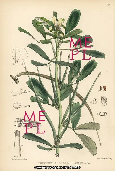 : Fenugreek, Trigonella foenum-graecum : Fenugreek, Trigonella foenum-graecum