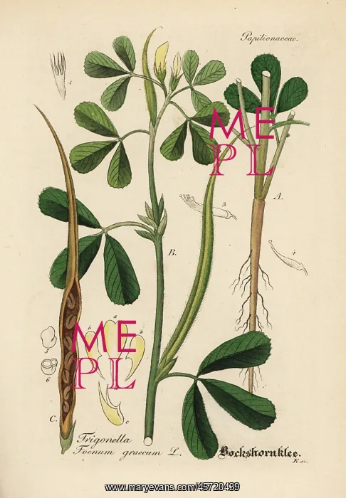 : Fenugreek, Trigonella foenum-graecum : Fenugreek, Trigonella foenum-graecum