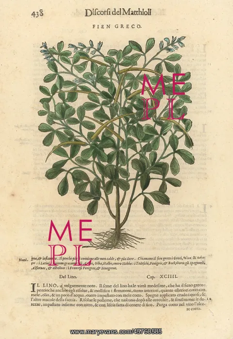 : Fenugreek, Trigonella foenum-graecum : Fenugreek, Trigonella foenum-graecum