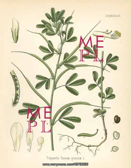 : Fenugreek, Trigonella foenum-graecum : Fenugreek, Trigonella foenum-graecum