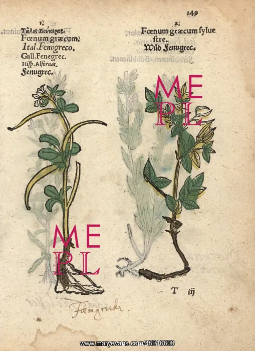 : Fenugreek, Trigonella foenum-graecum, and wild fenugreek : Fenugreek, Trigonella foenum-graecum, and wild fenugreek