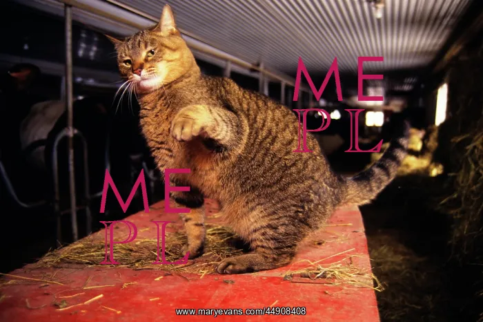 : Feral Barn Cat : Feral Barn Cat