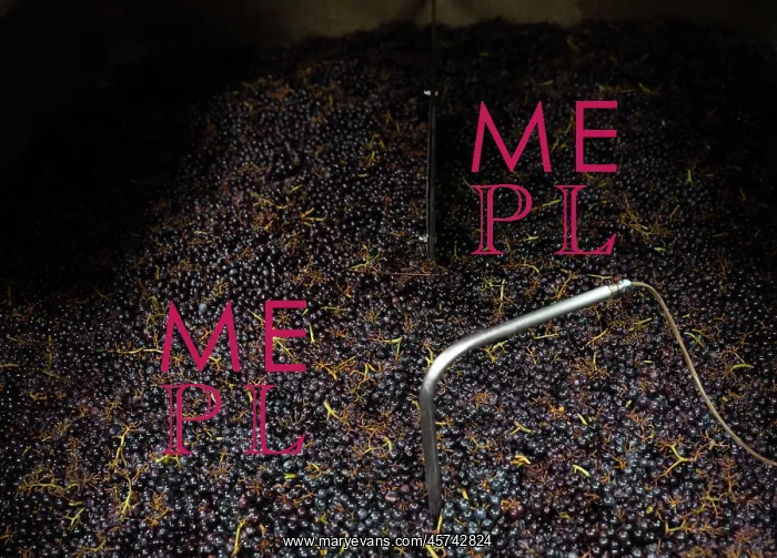 : Fermentation, Chateau de Javernand, Chiroubles, Beaujolais : Fermentation, Chateau de Javernand, Chiroubles, Beaujolais