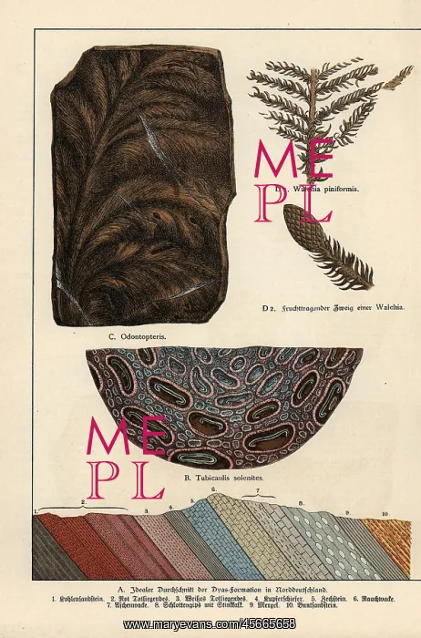 : Fern fossils from the Permian : Fern fossils from the Permian