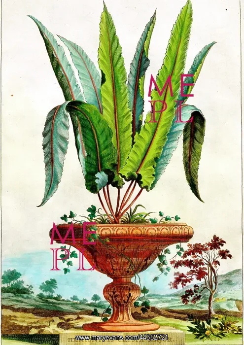  : Fern (Hemionitis Crispa Major)