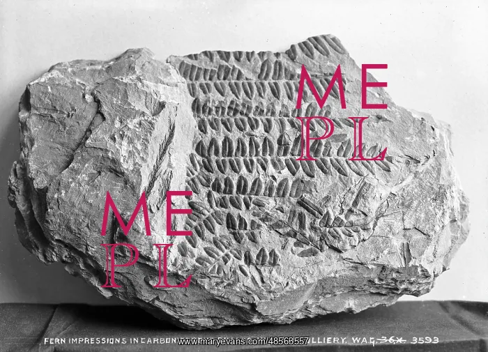 : Fern Impressions in Carboniferous Shales, Hutton Colliery : Fern Impressions in Carboniferous Shales, Hutton Colliery